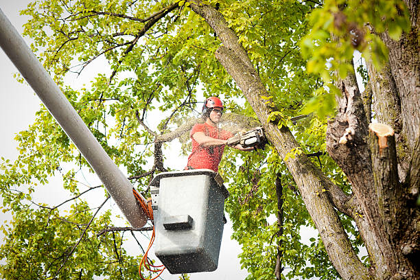 Professional  Tree Services in Burleson, TX